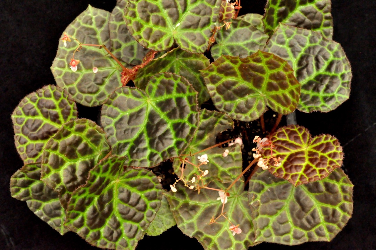 B. rajah